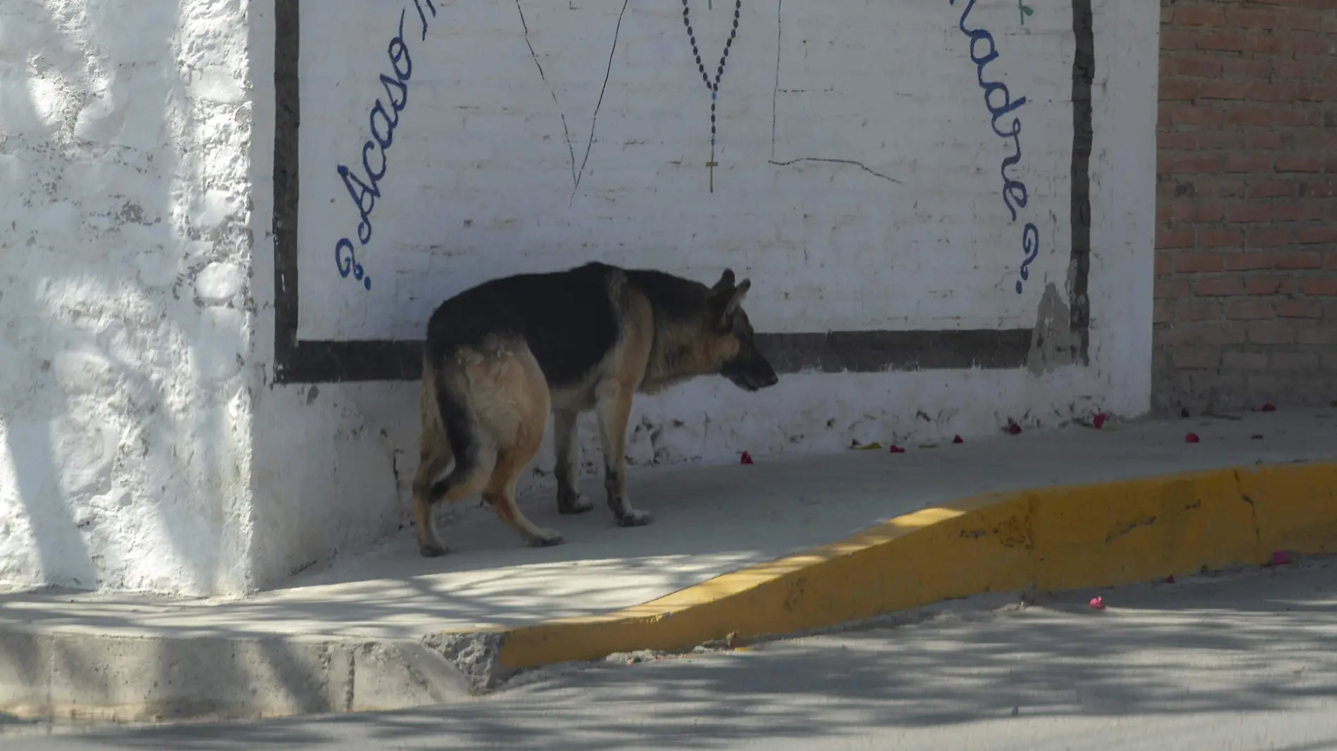 Mascotas más propensas a enfermedades en época de calor. foto César Ortiz